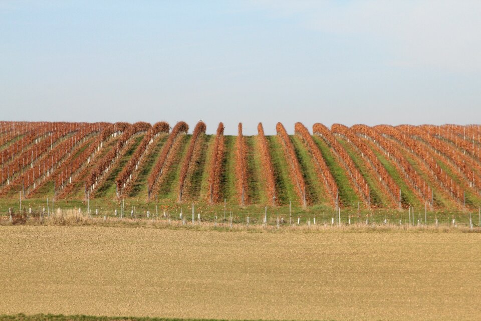 Nature sky vineyard