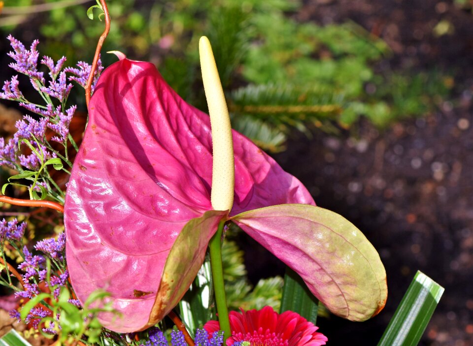 Exotic flower flower blossom
