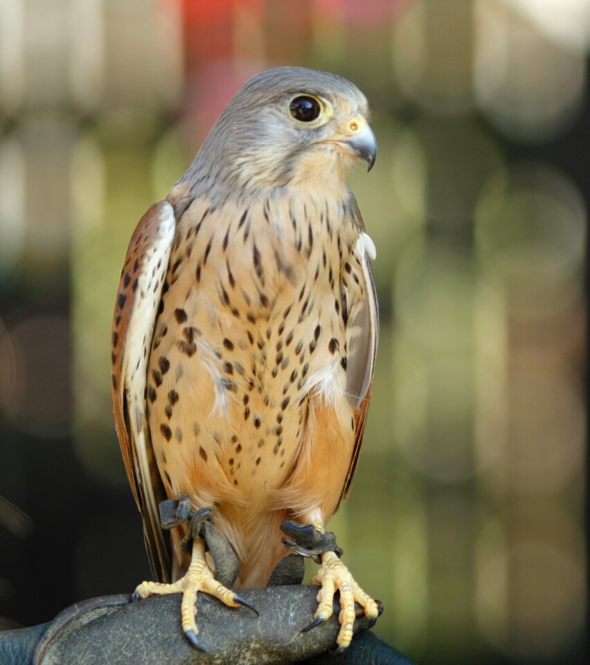Plumage falcon hunting