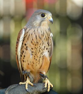 Plumage falcon hunting