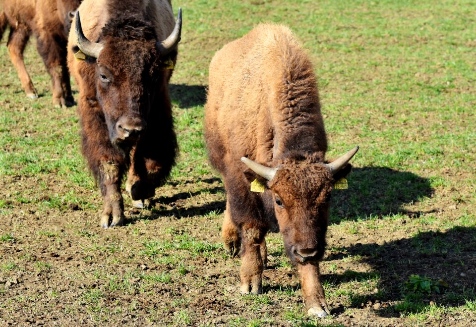 American bison wild livestock
