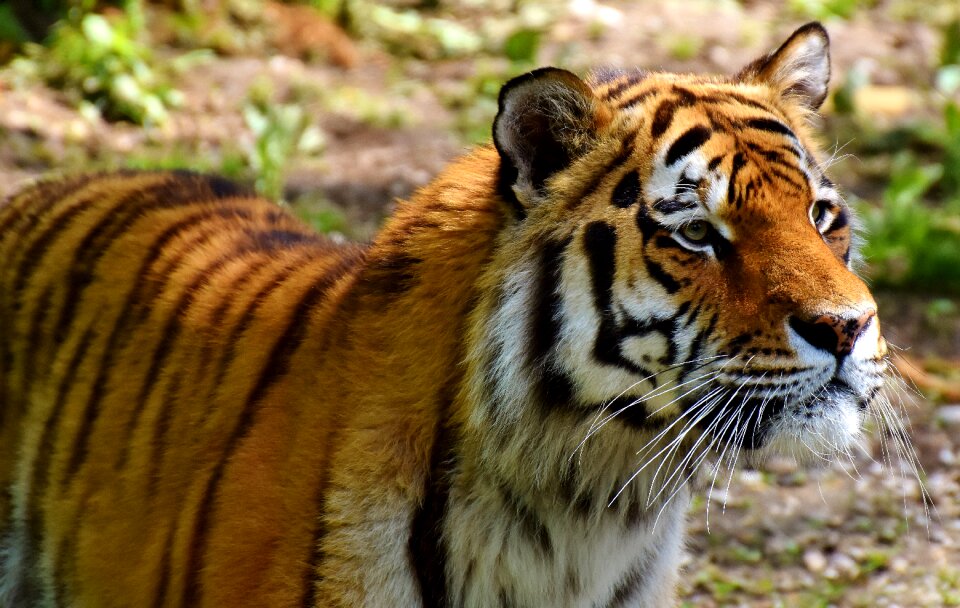 Beautiful dangerous big cat