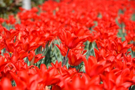 Vivid color nature close-up