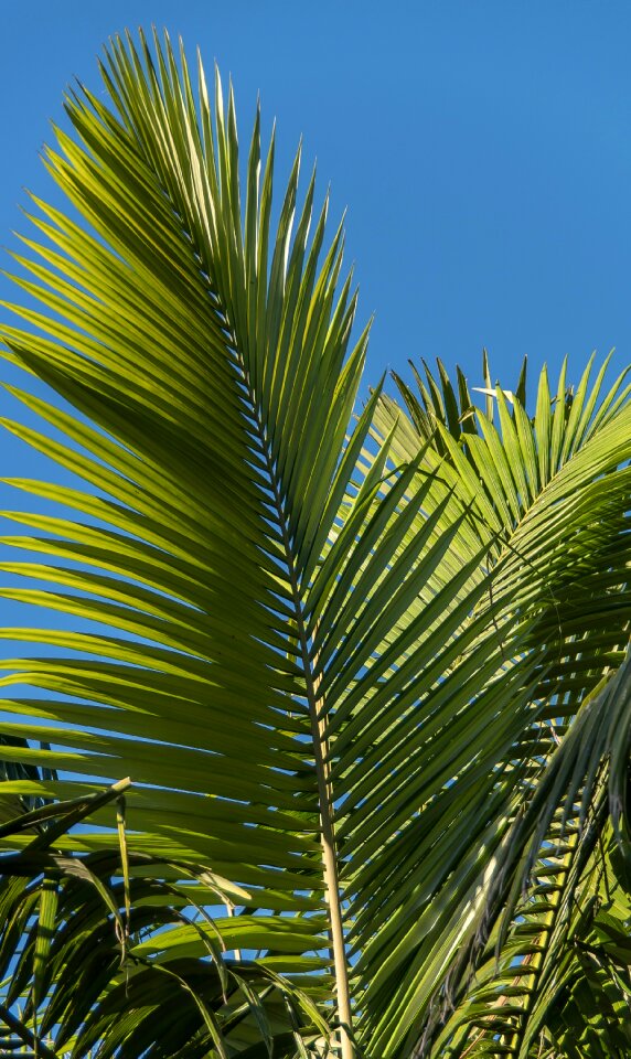 Rain forest forest australia