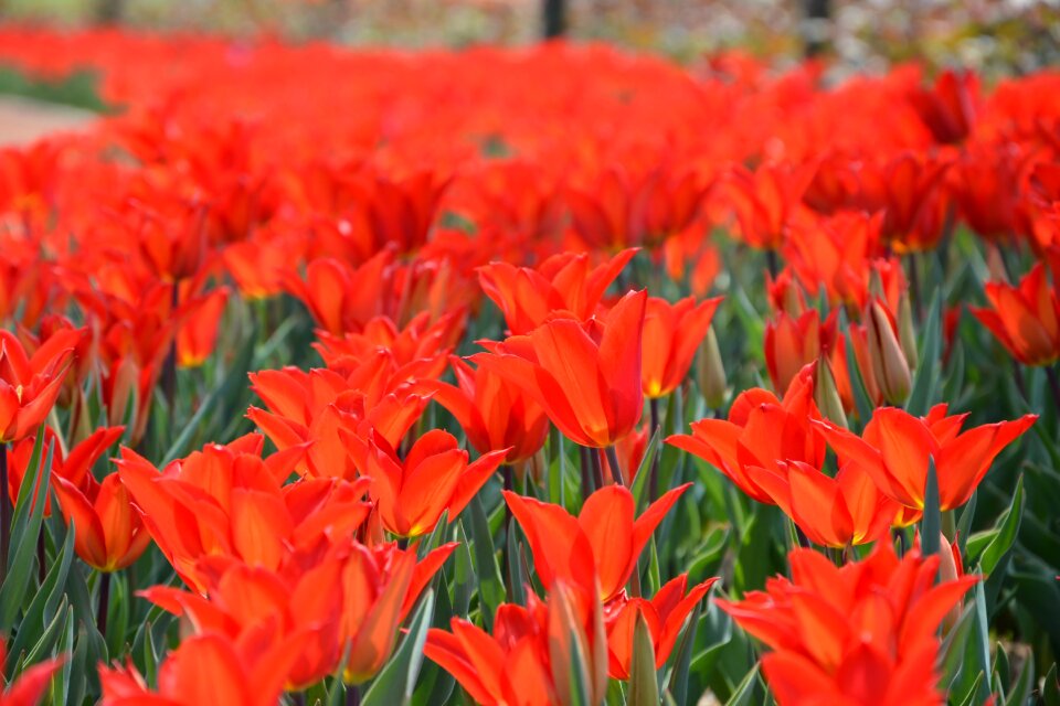 Vivid color nature close-up
