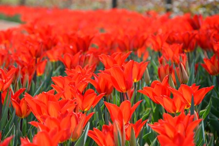 Vivid color nature close-up