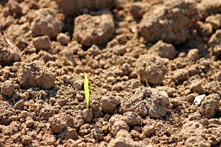 Young grow plant