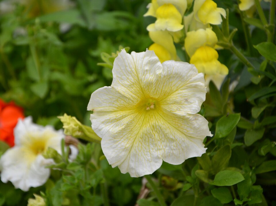 Plant petunia garden