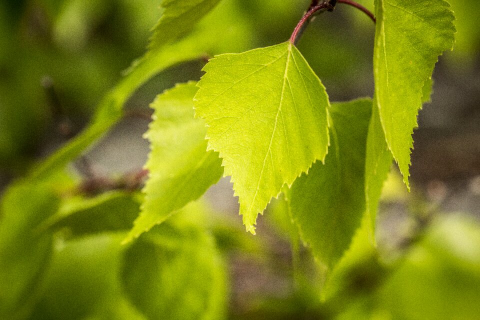 Tree leaves forest