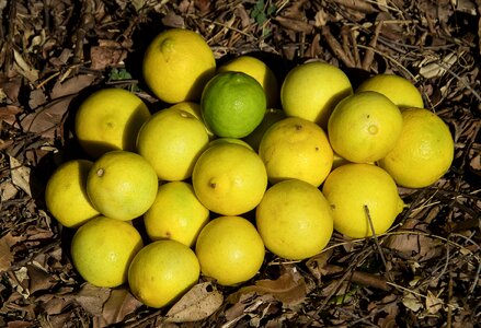Citrus latifolia fruit citrus