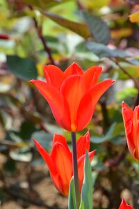 Vivid color nature close-up