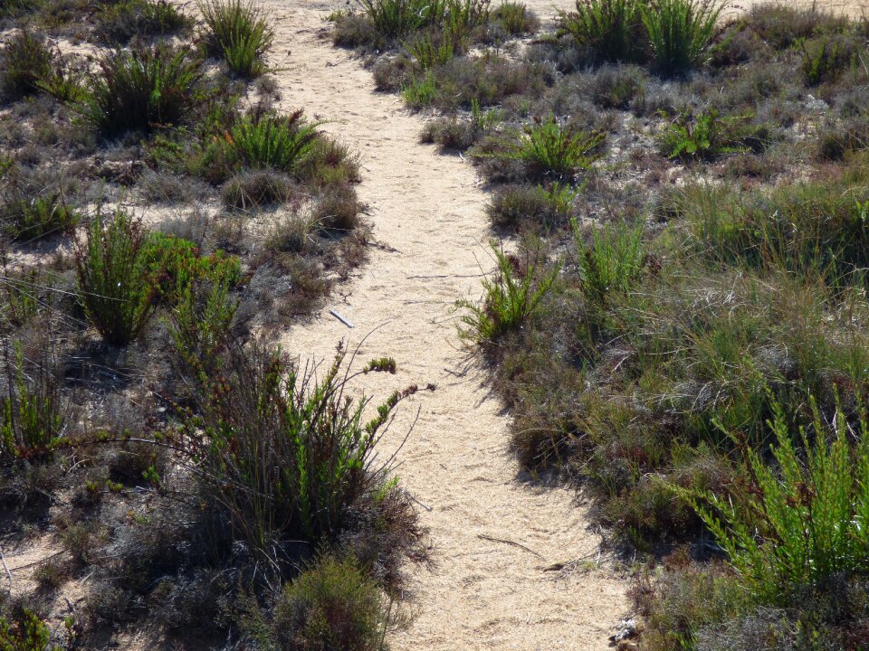 Nature landscape path