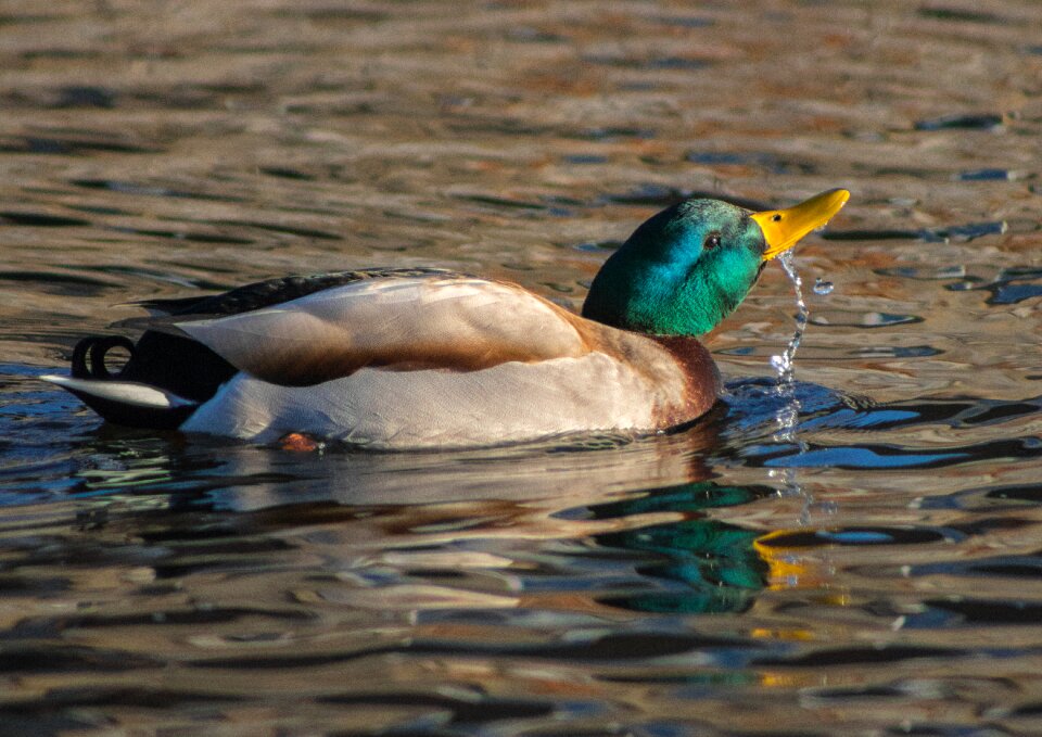 Nature river animals