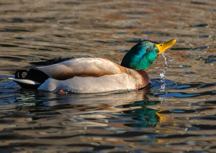 Nature river animals
