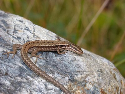 Rock lookout podarcis hispanicus