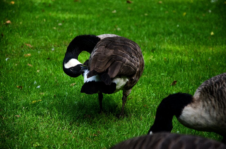 Plumage feather animal