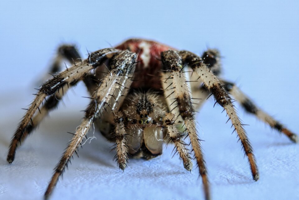 Nature creepy phobia
