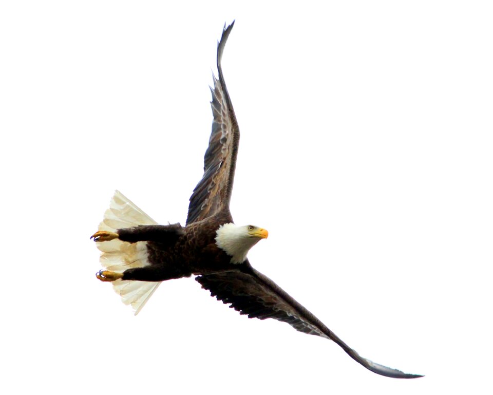 Eagle flight freedom