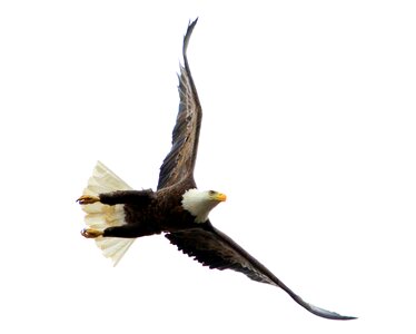 Eagle flight freedom photo