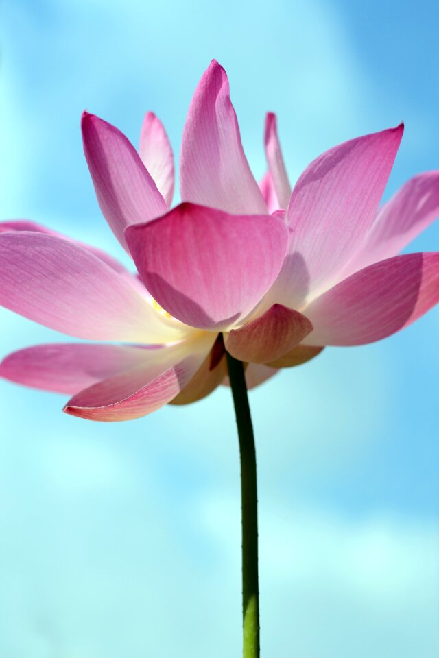 Lotus summer pure