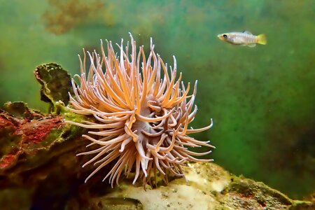 Fish color plant