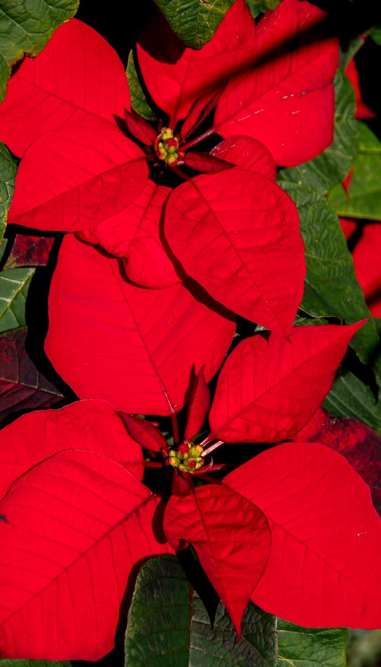 Red bright christmas