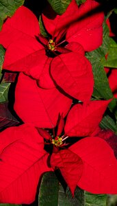 Red bright christmas