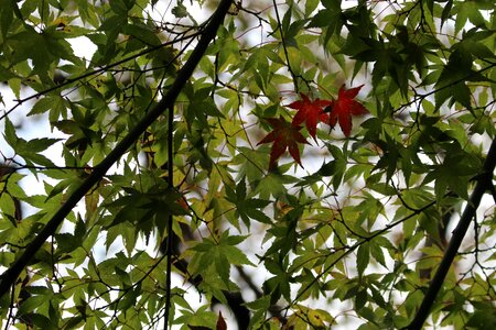 Leaves japanese maple tree