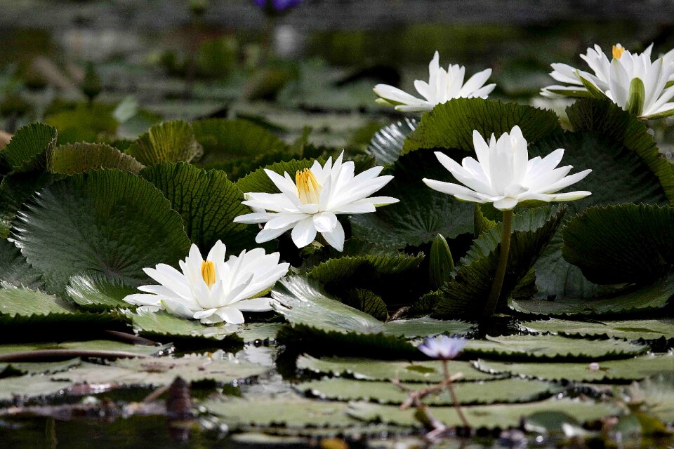 Nymphaea alba aquatic plants summer