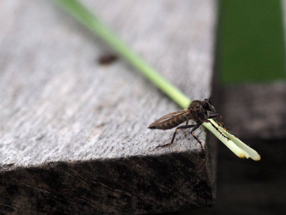 Nature flight insect animal photo