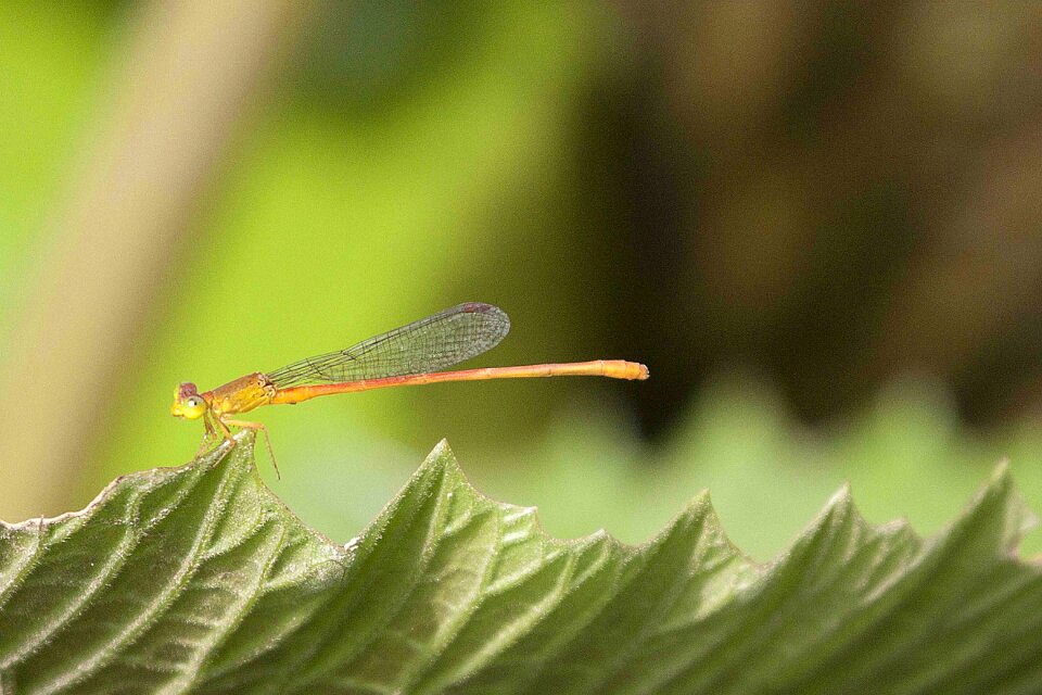 Summer damselfly quentin chong