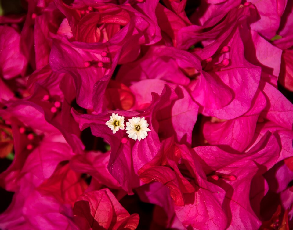 Pink white garden photo