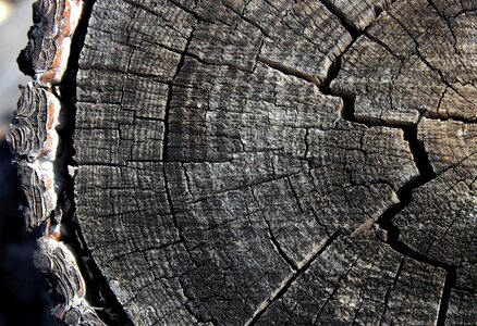 Rau tree old