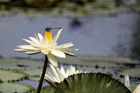 Summer dragonfly quentin chong