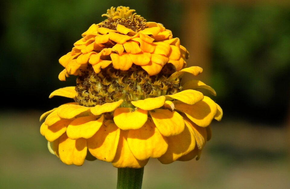 Yellow plant autumn