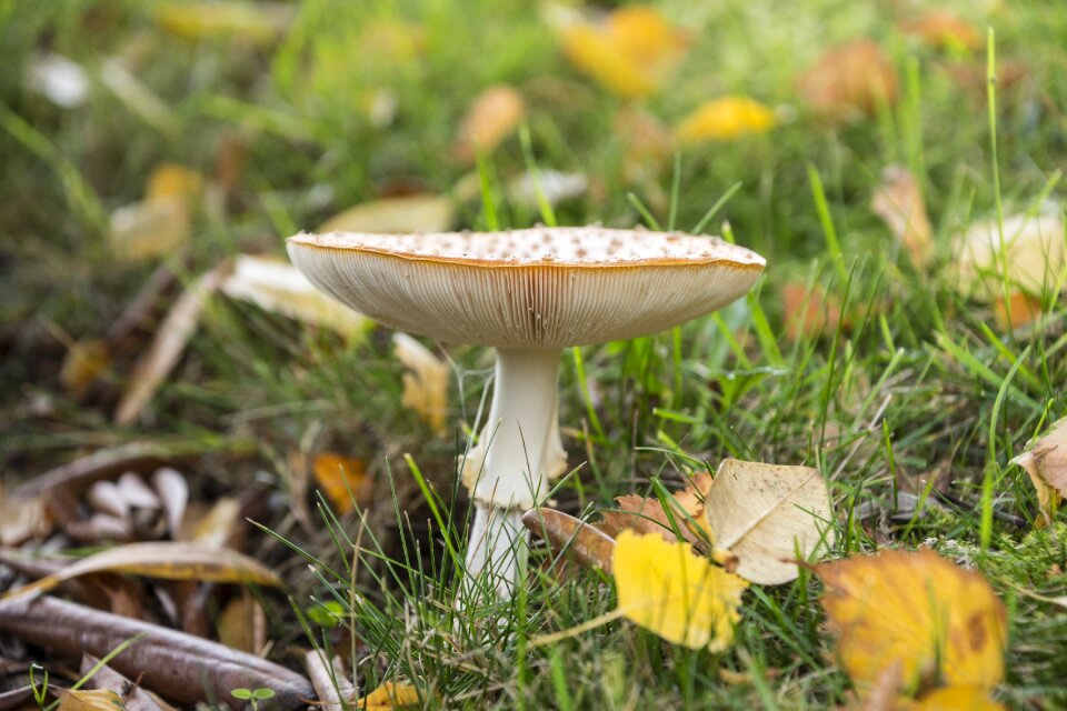 Toxic autumn spotted