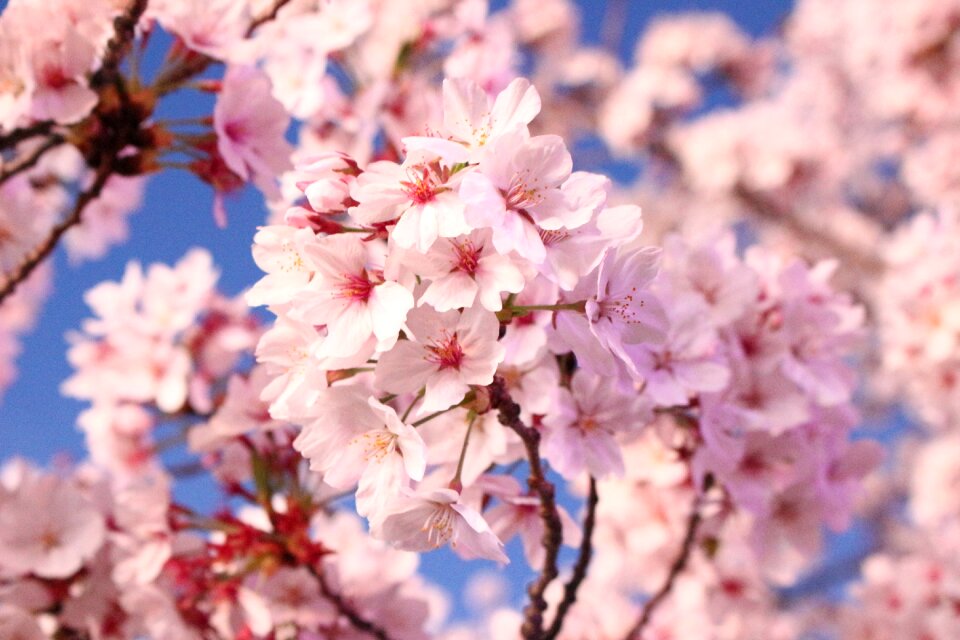 Quarter nature beoc flowers
