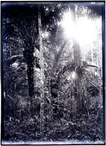 Bos in het stroomgebied van de Tapanahoni-rivier 2