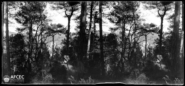 Bosc a l'anomenada Baga del Coll de Llanera (AFCEC TORRAS B 11349)