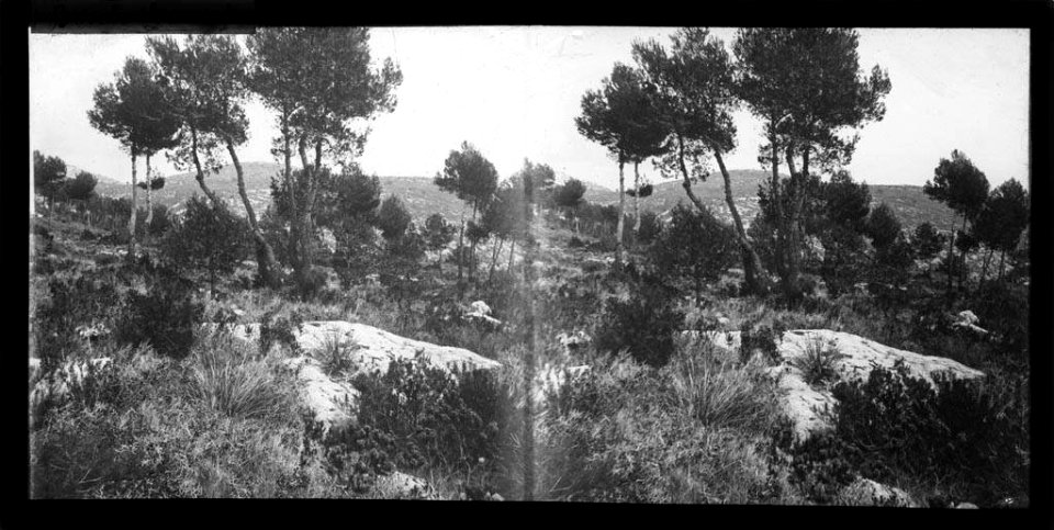 Bosc al Garraf