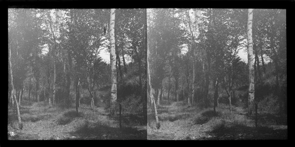 Bosc a la ribera de Sant Genís