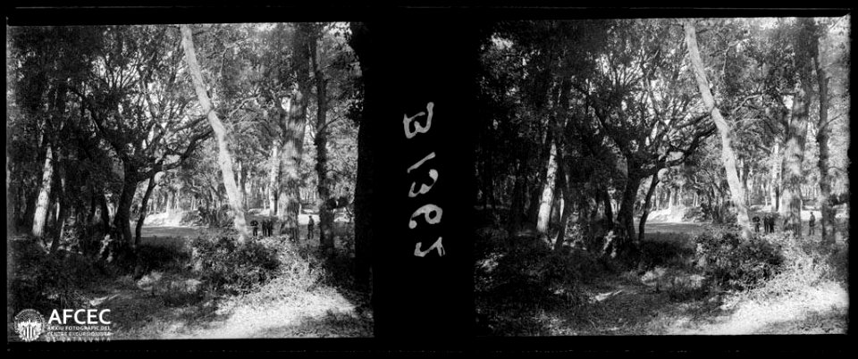 Bosc de Can Feu