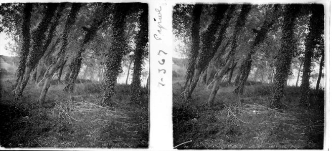 Bosc al Papiol (SaP 367 07)