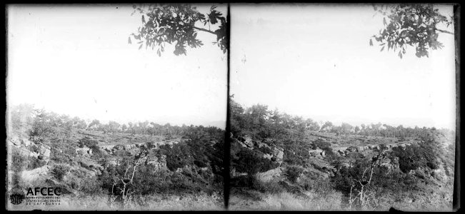 Bosc al serrat del Vent
