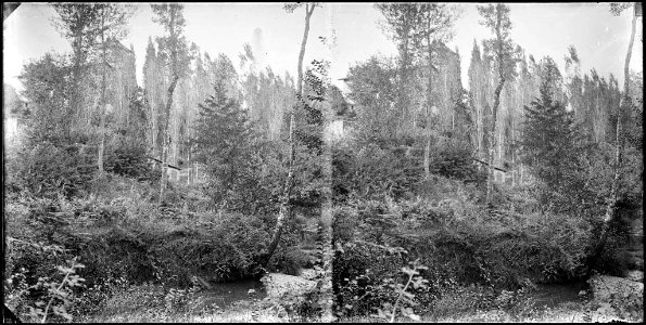 Bosc amb un riu en primer terme