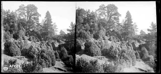 Bosc de la Muntanyeta entre Gósol i Sant Llorenç de Morunys