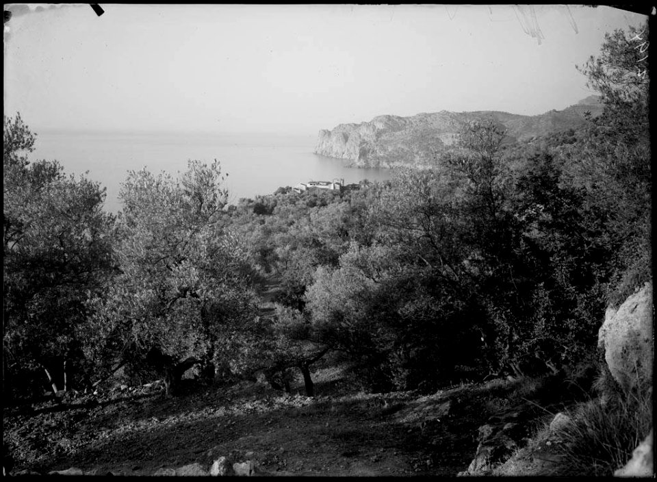 Bosc vora el mar a Llucalcari