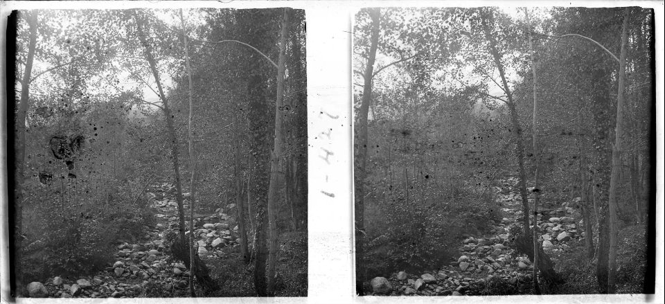 Bosc i camí