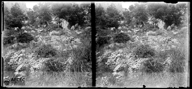 Bosc en un vessant rocós al peu del collet de les Barraques