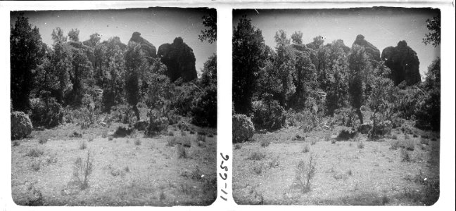 Bosc i roques a d ' Hostal Roi